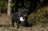 BOULEDOGUE FRANCAIS 910